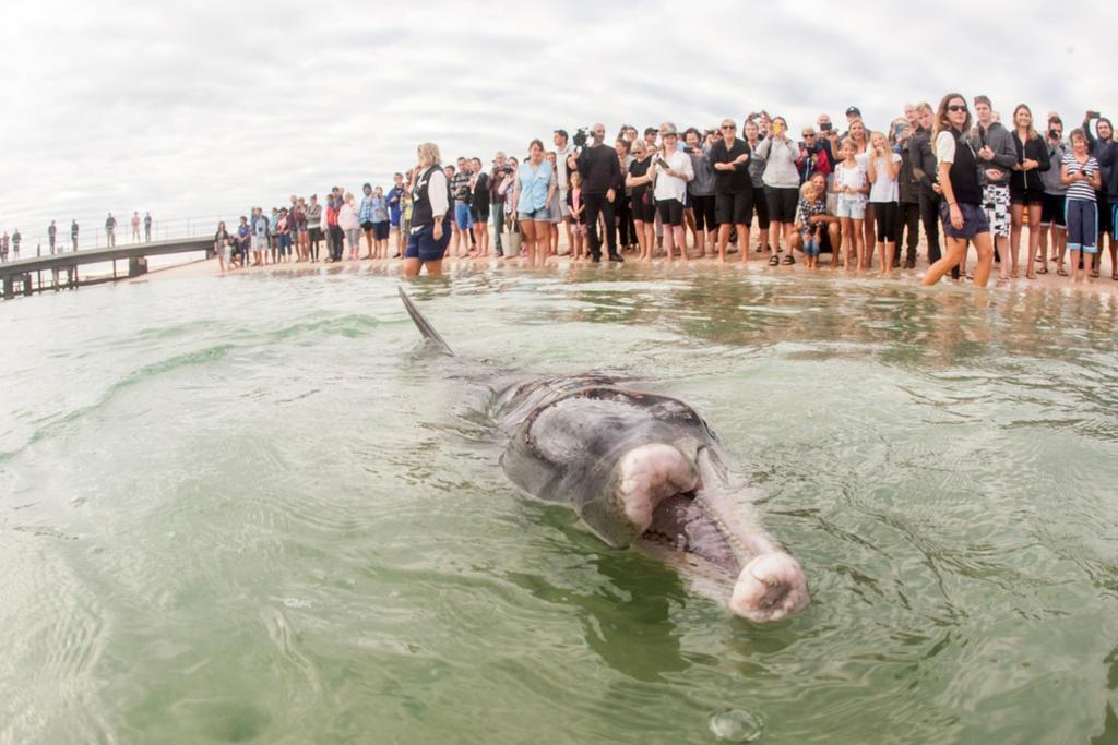 Rac Monkey Mia Dolphin Resort Dış mekan fotoğraf