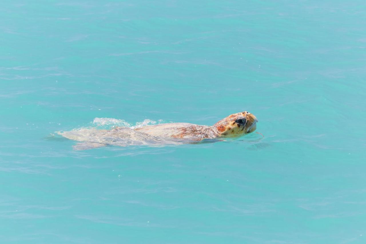 Rac Monkey Mia Dolphin Resort Dış mekan fotoğraf